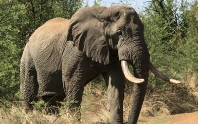 Heb jij last van het olifantensyndroom?